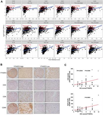 Pan-cancer analysis identifies YTHDF2 as an immunotherapeutic and prognostic biomarker